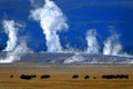 Bison Buffalo in Yellowstone with Steam and Geysers in Background