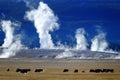 Bison Buffalo in Yellowstone with Steam and Geysers in Background