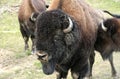 Bison Bull