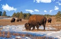 Bison bull also called buffalo grazing on grassy plains with buffalo herd Royalty Free Stock Photo