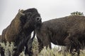 Bison bull checks out a female n Yellowstone. Royalty Free Stock Photo