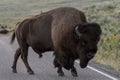 Bison Bull Crosses The Road Royalty Free Stock Photo