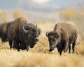 Bison bull sticking his tongue out at the female Royalty Free Stock Photo