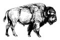 Bison Bull Graphic Illustration