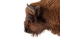 Bison bull head with fur and horns on a white isolated background