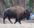 Bison Bull