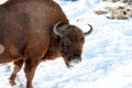 A bison or bull male with a powerful front torso, head and horns against the background of winter and snow. Endangered Royalty Free Stock Photo