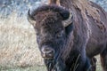 Bison Bull on the prowl Yellowstone National Park Wyoming