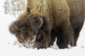 Bison bull sweeping snow to get food