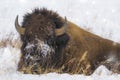 Bison bull in yellowstone