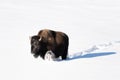 A bison bulldozing through snow on cold frosty morning