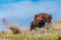 Bison Bulls Fight