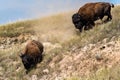 Bison Bulls Fight