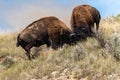 Bison Bulls Fight