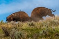 Bison Bulls Fight