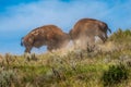 Bison Bulls Fight