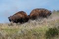 Bison Bulls Fight