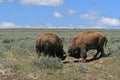 Bison Bulls fighting in Hayden Valley in Yellowstone National Park USA Royalty Free Stock Photo