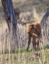 Bison calf