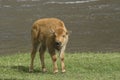 Bison Calf