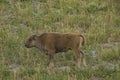 Bison calf