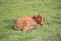 Bison calf dozing in the spring sunshine