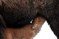 Bison calf feeding Royalty Free Stock Photo