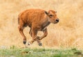 Galloping Baby Bison Royalty Free Stock Photo