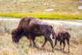 Bison and Calf Grazing at Yellowstone National Park Royalty Free Stock Photo