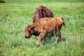 Bison with a calf grazing on the pasture of Custer State Park in Black Hills, South Dakota Royalty Free Stock Photo