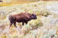 Bison Calf at Hayden Valley in Yellowstone National Park Royalty Free Stock Photo