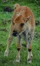 Bison calf is large, even-toed ungulates Royalty Free Stock Photo