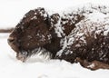 Bison calf laying on snowy ground with snow on it`s back Royalty Free Stock Photo