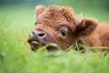 bison calf lying in green grass with eyes open