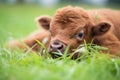 bison calf lying in green grass with eyes open