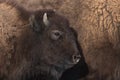 Bison Calf with Mom