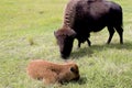 Bison Calf and Mother   605784 Royalty Free Stock Photo