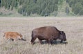 Bison and calf