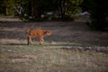 Bison Calf