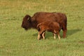 Bison Calf Nursing Royalty Free Stock Photo