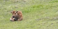 Bison Calf Resting Royalty Free Stock Photo