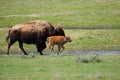 Bison calf running alongside its mother