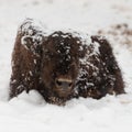 Bison calf sitting on snowy ground with snow on it`s fur Royalty Free Stock Photo