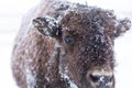 Bison calf with snow clinging to it`s fur Royalty Free Stock Photo