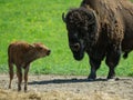 Bison calf standing with mother