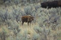 Bison calf stands alone in Yellowstone National Park, Wyoming. Royalty Free Stock Photo