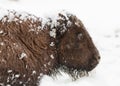 Bison calf standing in wind and snow Royalty Free Stock Photo