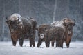 Bison Calf With Tongue Hanging Out, Covered With Snow Crust.Winter Christmas Image With Brown Bison Family Aurochs Or Bison Bona