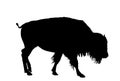 Bison calf vector silhouette illustration isolated on white background. Portrait of Buffalo baby, symbol of America. Royalty Free Stock Photo