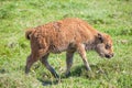 Bison Calf Walking on Green Grass